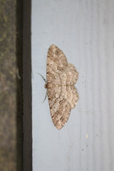 Melanolophia imitata