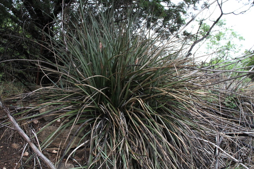 Hesperaloe engelmannii
