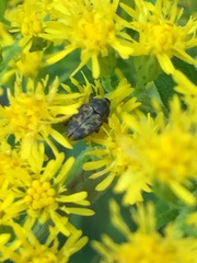 Glyptobaris lecontei