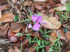 Phlox drummondii