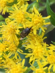 Glyptobaris lecontei
