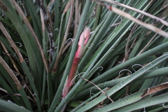 Hesperaloe engelmannii