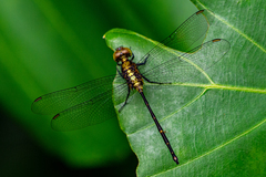 Pornothemis starrei