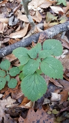 Pachysandra procumbens