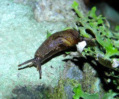Madeirovitrina ruivensis