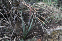 Hesperaloe engelmannii