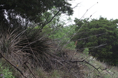 Hesperaloe engelmannii