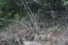 Hesperaloe engelmannii