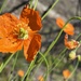 Papaver californicum - Photo (c) Madeleine Claire, μερικά δικαιώματα διατηρούνται (CC BY), uploaded by Madeleine Claire