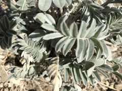 Astragalus macrodon