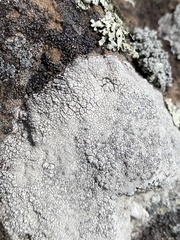 Lecanora rupicola