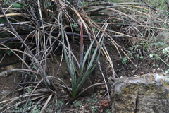 Hesperaloe engelmannii