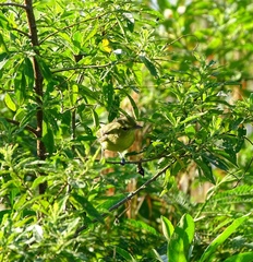 Vireo pallens