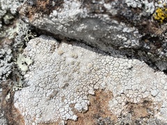 Lecanora rupicola