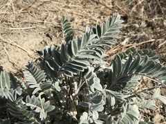 Astragalus macrodon