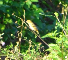 Vireo pallens