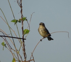 Vireo pallens