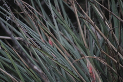 Hesperaloe engelmannii