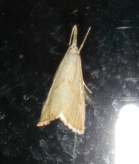 Haimbachia placidellus