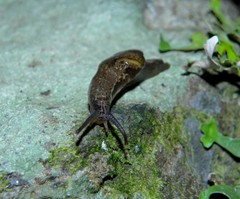 Madeirovitrina ruivensis