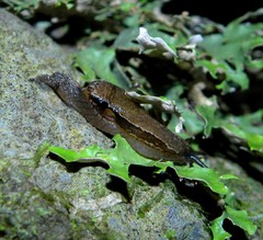 Madeirovitrina ruivensis