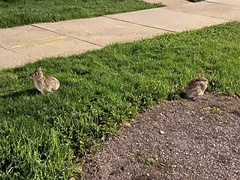 Sylvilagus floridanus