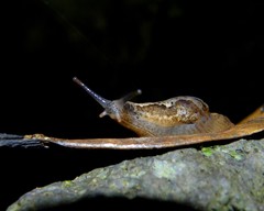 Madeirovitrina ruivensis