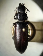 Lecontia discicollis