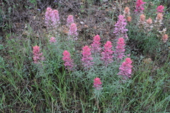 Castilleja purpurea
