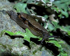 Madeirovitrina ruivensis