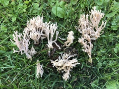 Clavulina reae