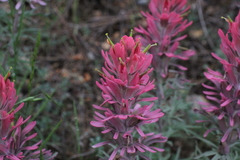Castilleja purpurea