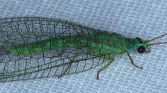 Mallada tripunctatus