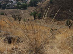 Muhlenbergia robusta