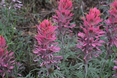 Castilleja purpurea