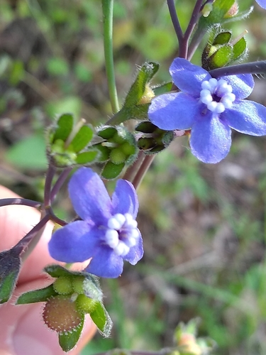 iNaturalist observation photo of Pacific hound's tongue