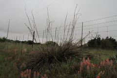 Hesperaloe engelmannii