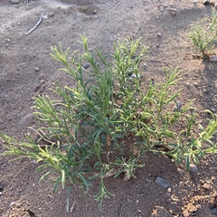 Gutierrezia sarothrae