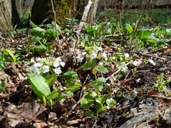 Pachyphragma macrophyllum