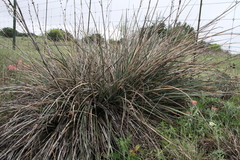 Hesperaloe engelmannii