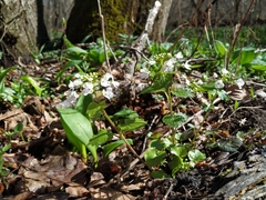 Pachyphragma macrophyllum