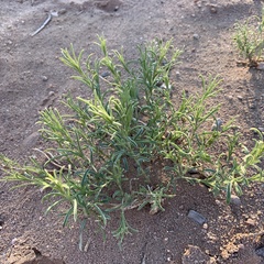 Gutierrezia sarothrae