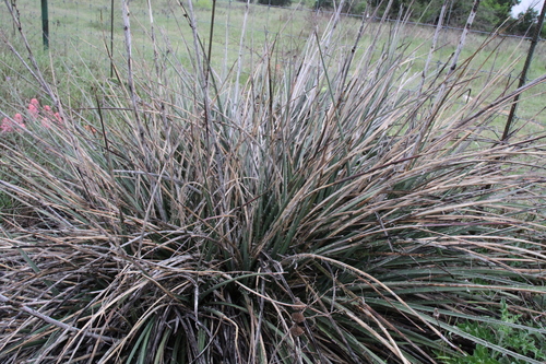 Hesperaloe engelmannii