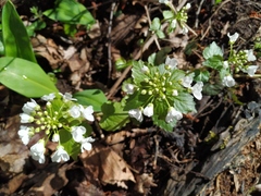 Pachyphragma macrophyllum