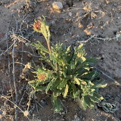 Gaillardia pinnatifida