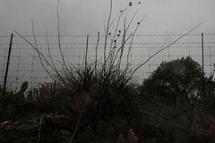 Hesperaloe engelmannii