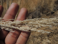 Muhlenbergia robusta