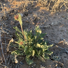 Gaillardia pinnatifida