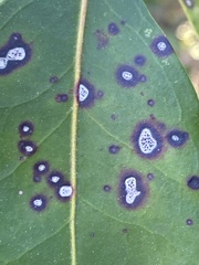 Asteromella kalmicola