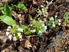 Pachyphragma macrophyllum
